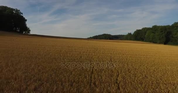 Vista aérea do campo de trigo maduro sob céu azul claro com árvores em ambos os lados — Vídeo de Stock