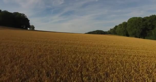 Aerial view of ripe wheat field under clear blue sky with trees on both sides — Stock Video