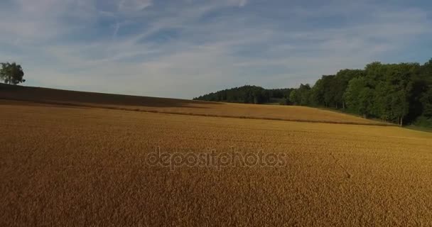 Veduta aerea del campo di grano maturo sotto cielo azzurro chiaro con alberi su entrambi i lati — Video Stock