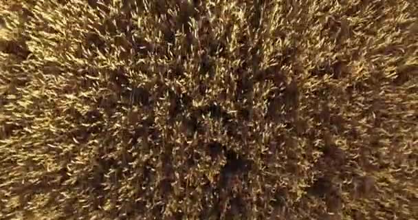 Primer plano del campo de trigo. Vista aérea de fiel de trigo maduro — Vídeos de Stock