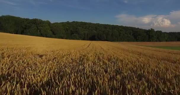 Vista aérea do campo de trigo dourado sob o céu azul com os três no fundo — Vídeo de Stock