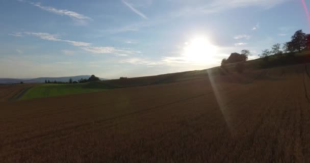 Солнце светит над лугом, где растет пшеница — стоковое видео