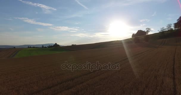 Сонце світить яскраво над пшеничним полем — стокове відео