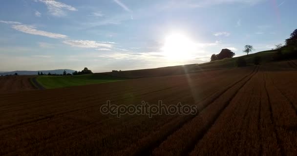 Sol brilhando brilhante acima do campo de trigo — Vídeo de Stock