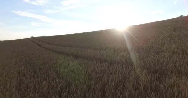 Veduta aerea della maturazione del campo di grano sotto la luce del sole . — Video Stock