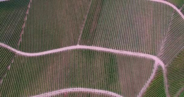 Pemandangan Aeria kebun anggur dari atas — Stok Video