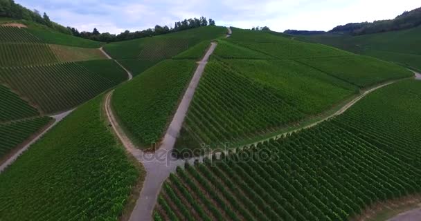 Paisaje vista aérea de las colinas de viñedos en maduración bajo el cielo azul claro — Vídeos de Stock