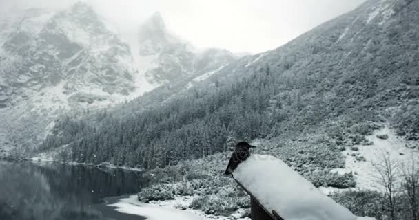 Uccello che si trova sull'albero con lago ghiacciato nel paesaggio montano invernale con sfondo nevoso . — Video Stock