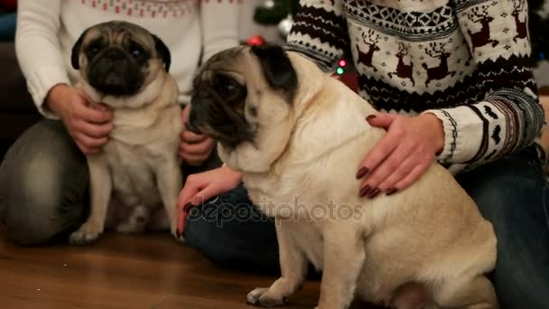 Pareja feliz enamorada sonriendo y divirtiéndose con un par de cachorros sentados en el suelo cerca del árbol de Navidad. Joven mujer emocional divirtiéndose con el pug . — Vídeos de Stock