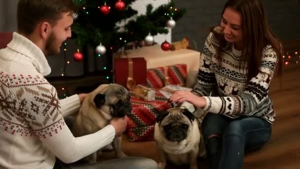 Νεαρό ζευγάρι στην αγάπη χαμογελώντας και παίζοντας με δυο pug σκυλί στο πάτωμα κοντά στο χριστουγεννιάτικο δέντρο. — Αρχείο Βίντεο