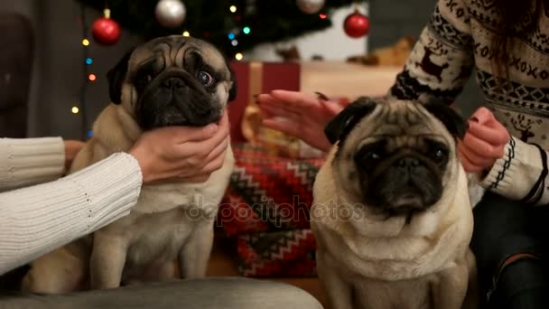 Portrait of pug couple with people hands who playing with them on the floor near the Christmas tree. Close up. — Stock Video