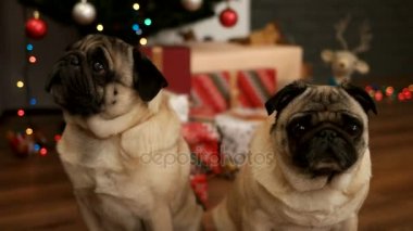 Pug köpek hediye kutusu ile Noel ağacı yakınındaki katta oturan birkaç portresi. Yakın çekim.