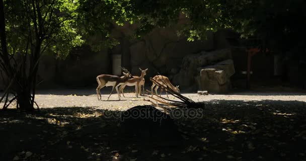 Red Deer skupina v lese pastvu a rozhlížel se kolem. bílé sledoval jelena plavá pást v lese. Dudapest zoo — Stock video