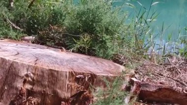 Yavaş yavaş ağaç kütüğü orman Caminito del Rey 02