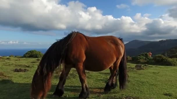 Dziki koń w Skamieniały las 04 — Wideo stockowe