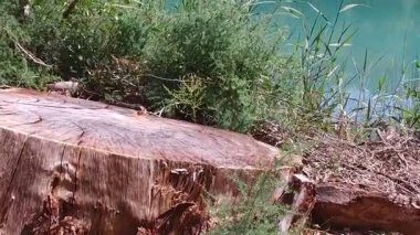 Yavaş ağaç kütüğü orman Caminito del Rey