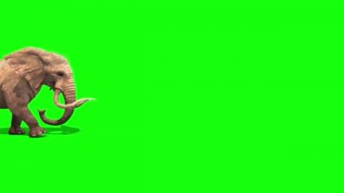 Yan yeşil ekran 3d render animasyon fil yürür
