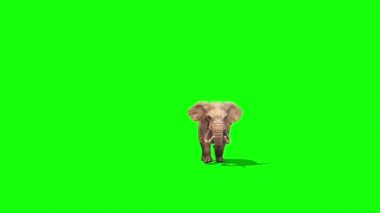 Açık yeşil ekran 3d render animasyon fil yürür