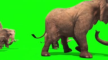 Yan yeşil ekran 3d render animasyonlar yürüyüş sürüsü