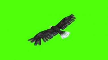American Eagle Fly geri yeşil ekran 3d render animasyonlar