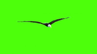 American Eagle Fly yeşil ekran 3d render animasyonlar