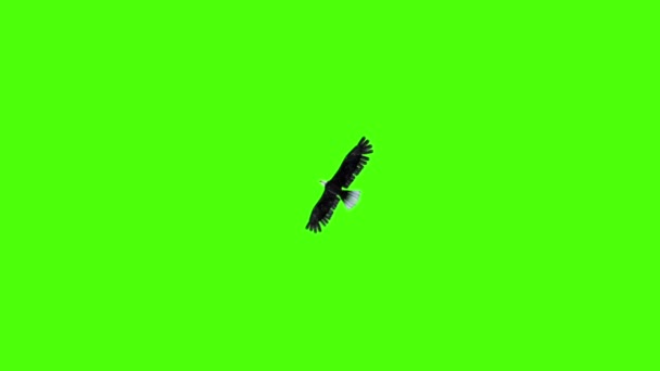 美国老鹰飞下绿色屏幕3D 渲染动画 — 图库视频影像