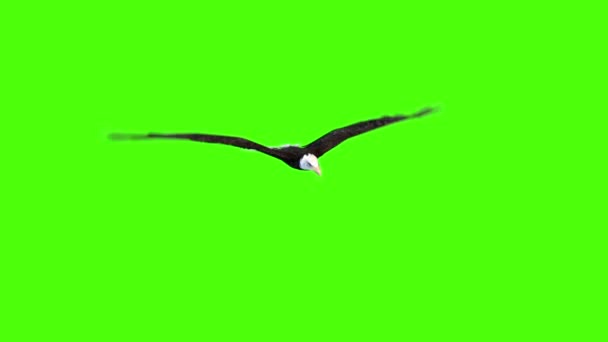 American Eagle Mosca Pantalla Verde Renderizaciones Animaciones — Vídeo de stock