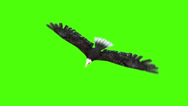 Американский Орел Летать Топ Зеленый Экран Визуализации Анимации — стоковое видео