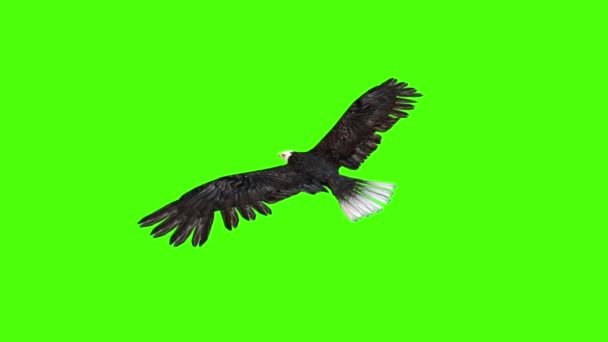 American Eagle kúszik vissza zöld képernyő 3d vakolatok animációk