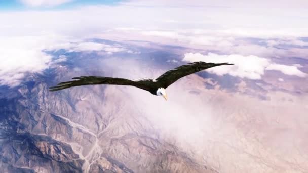 Amerikanische Adlerfliege Renderings Animationen — Stockvideo