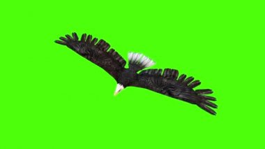 En iyi yeşil ekran 3d render animasyonlar American Eagle kayar