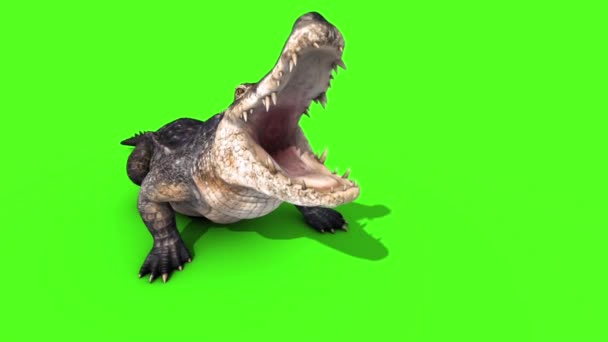 Alligator Krokodil Reptile Aanvallen Front Lus Groen Scherm — Stockvideo