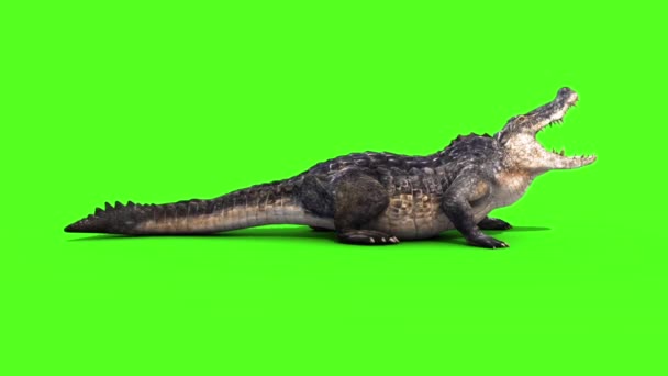 Alligator Krokodil Reptil Attacker Sida Loop Grön Skärm — Stockvideo