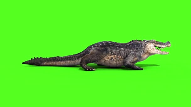 Алігатор Крокодила Рептилія Статичні Прогулянках Стороні Петлю Зелений Екран — стокове відео