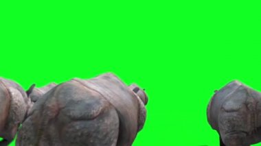 Gergedanlar grup geri yeşil ekran 3d render animasyon hayvanlar çalışır