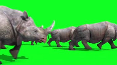 Gergedanlar Grup yan yeşil ekran 3d render animasyon hayvanlar çalışır
