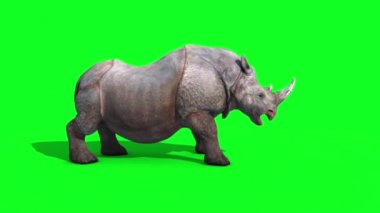 Gergedan saldırıları yan yeşil ekran döngü 3d render animasyon hayvanlar