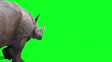 Gergedan geri yeşil ekran 3d render animasyon hayvanlar çalışır