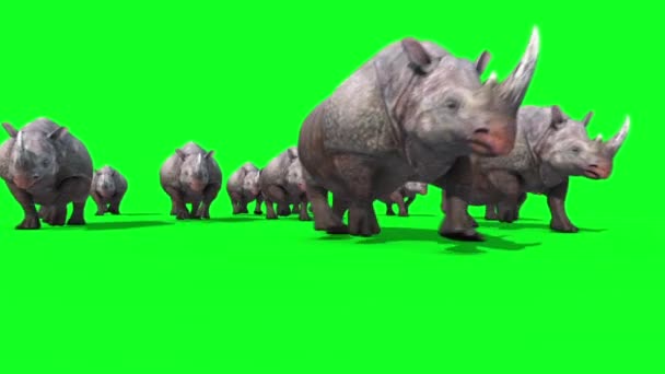 Ομάδα Ρινοκέρων Τρέχει Μπροστά Πράσινη Οθόνη Απεικονίσεις Κινούμενα Σχέδια Ζώων — Αρχείο Βίντεο