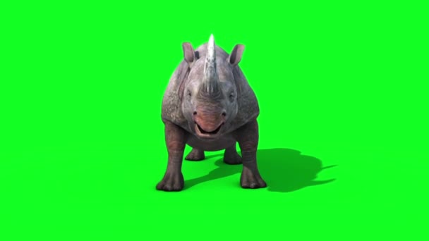 Nosorożca Umiera Przodu Zielony Ekran Wizualizacje Animacje Zwierząt — Wideo stockowe