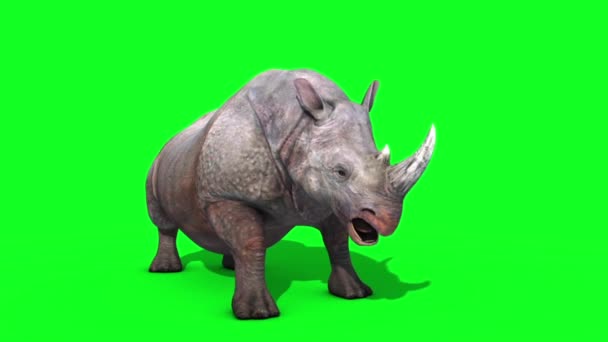 Rhinoceros Ataques Pantalla Verde Bucle Renderizaciones Animaciones Animales — Vídeos de Stock