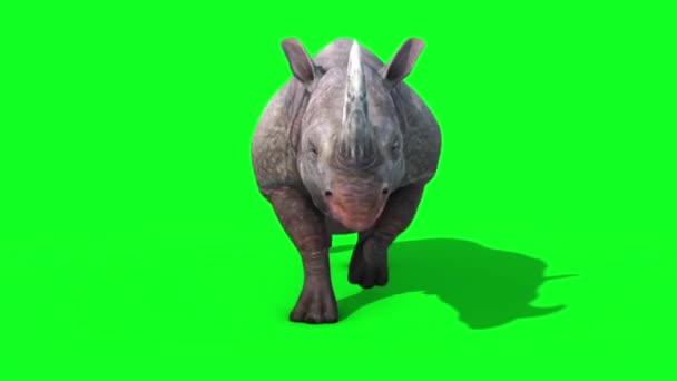 Nashorn Runcycle Front Green Screen Loop Renderings Animationen Tiere — Stockvideo