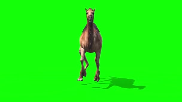 Camel Dromadaire Runcycle Front Green Screen Loop Desert Animation de rendu 3D 