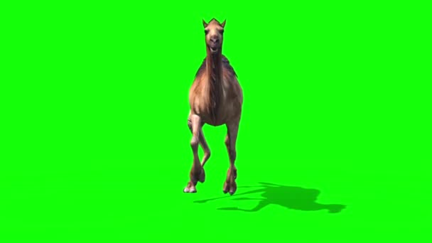 Dromedario Cammello Runcycle Front Green Screen Loop Desert Rendering Animazione — Video Stock