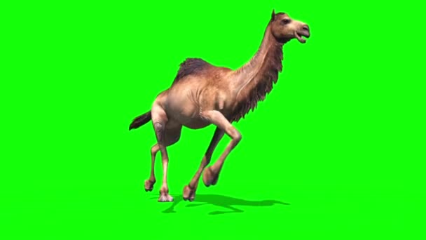 Camel Dromadaire Runcycle Green Screen Loop Desert Animation Rendu — Video