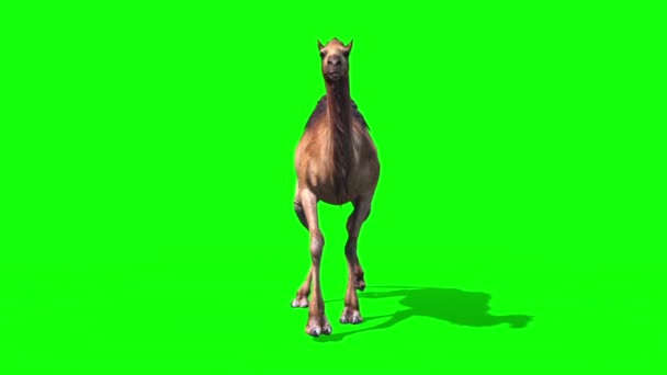 Camel Dromedary Walkcycle Front Green Screen Loop Desert Rendering Animation — Stock Video