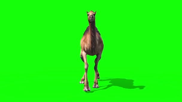 Deve Dromedary Walkcycle Açık Yeşil Ekran Döngü Çöl Render Animasyon — Stok video