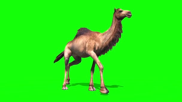 Camello Dromedario Walkcycle Pantalla Verde Desierto Renderizado Animación — Vídeos de Stock
