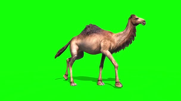 Cammello Dromedary Walkcycle Lato Green Screen Loop Desert Rendering Animazione — Video Stock