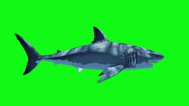 Beyaz köpek balığı yüzmek hızlı döngü yan yeşil ekran 3d render animasyon